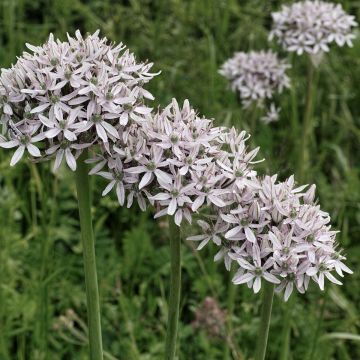 Allium nigrum subsp. multibulbosum Allium nigrum subsp. multibulbosum