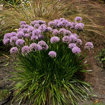 Allium senescens subsp. montanum Summer Beauty