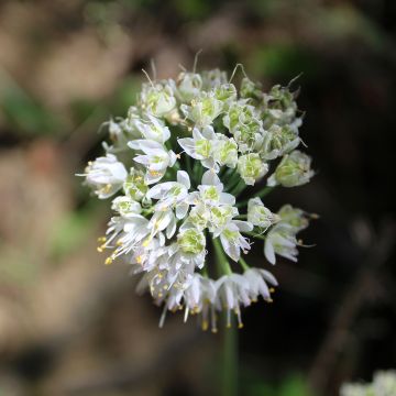 Allium cernuum White Dwarf
