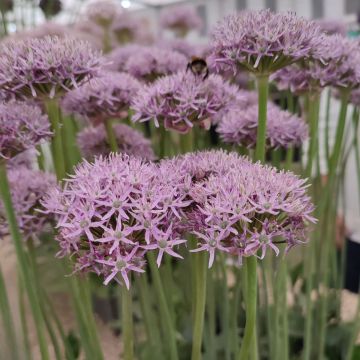 Allium New York - Alho-ornamental