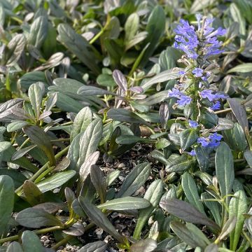 Ajuga Noble Nightingale
