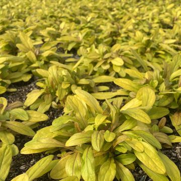 Ajuga Petite Parakeet