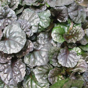 Ajuga reptans Black Scallop