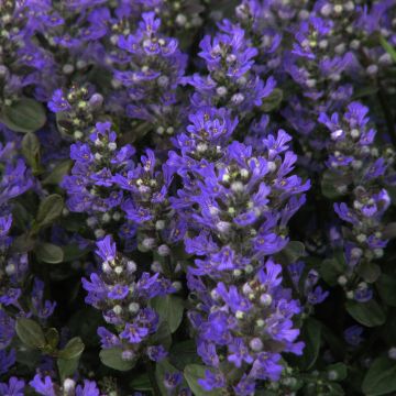 Ajuga reptans Braunherz