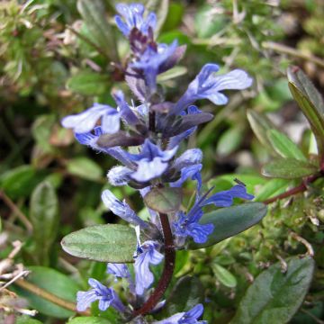 Ajuga tenorei