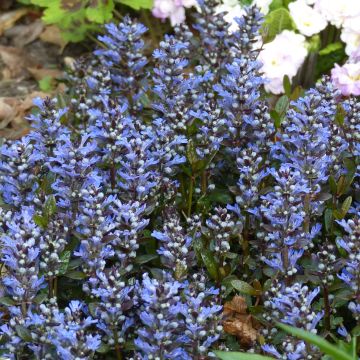 Ajuga tenorii Chocolate Chip