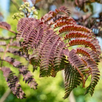 Albizia julibrissin Evey's Pride