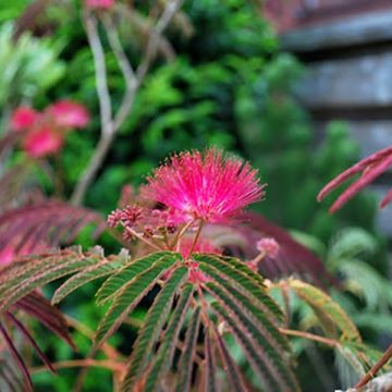 Albizia julibrissin Evi's Purple