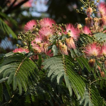 Albizia julibrissin Ombrella Albizia julibrissin Ombrella