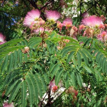 Albizia julibrissin Rosea