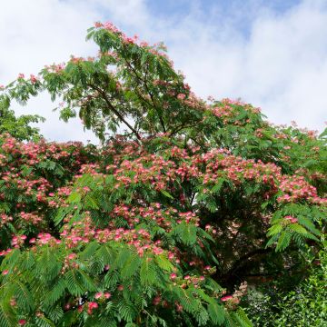 Albizia julibrissin Rosea Albizia julibrissin Rosea