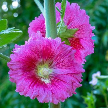 Alcea ficifolia