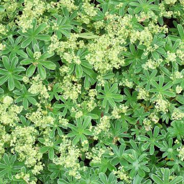 Alchemilla alpina