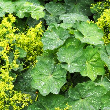 Alchemilla vulgaris Alchemilla vulgaris