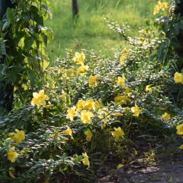 Allamanda cathartica