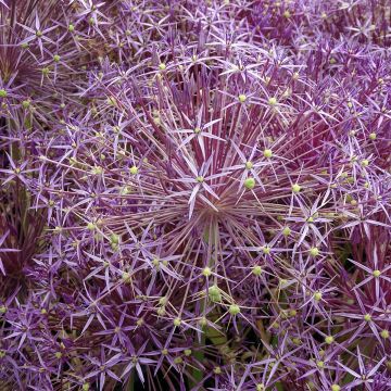 Allium christophii em sementes