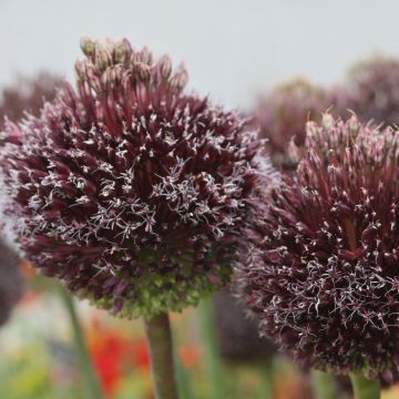Allium Forelock em sementes