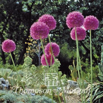 Allium giganteum em sementes