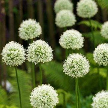 Allium Mont Blanc em sementes