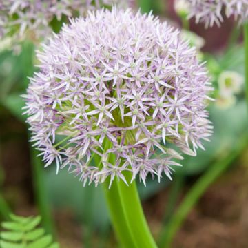 Allium Round and Purple em sementes