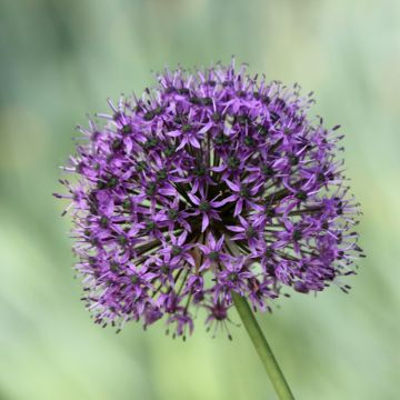 Allium Statos