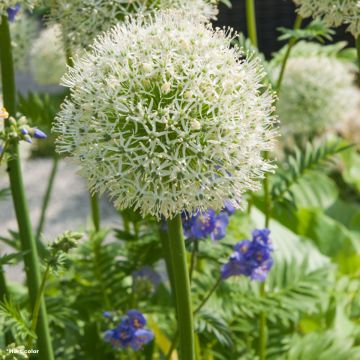 Allium stipitatum White Giant