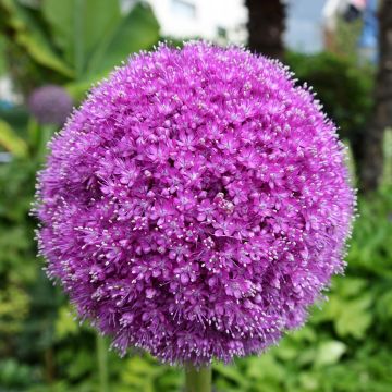 Allium aflatunense Lucy Ball em sementes