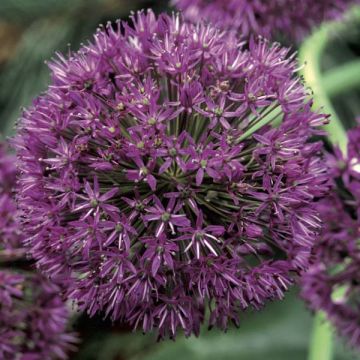 Allium aflatunense Purple Sensation