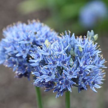 Allium caeruleum em sementes