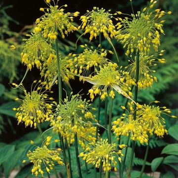 Allium flavum