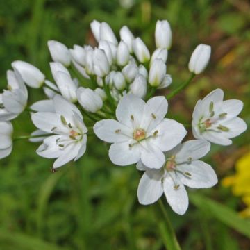 Allium neapolitanum
