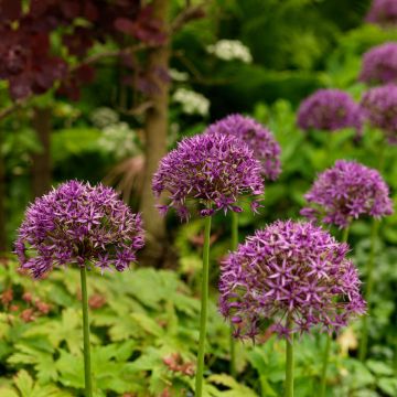 Allium stipitatum Violet Beauty
