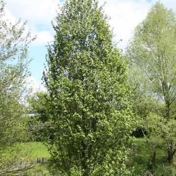 Alnus glutinosa Luszyn
