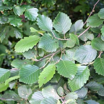 Alnus incana