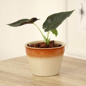 Alocasia Antoro Velvet