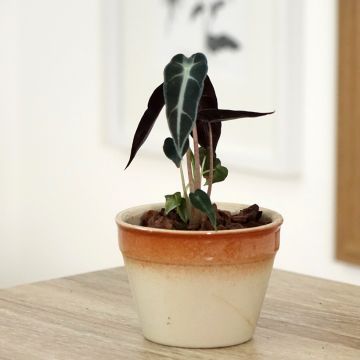 Alocasia Bambino Alocasia Bambino