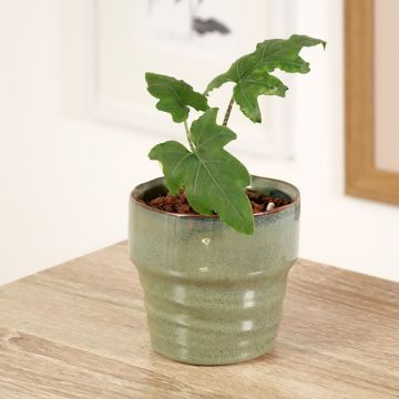 Alocasia brancifolia