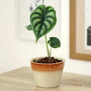 Alocasia Dragon Scale