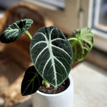 Alocasia Ninja