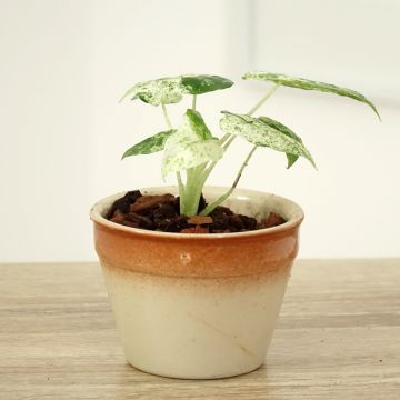 Alocasia odora Batik