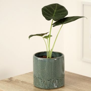 Alocasia Regal Shields