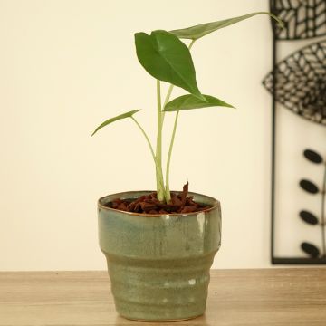 Alocasia Sumo