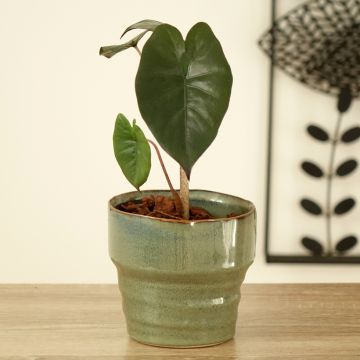 Alocasia sarawakensis Yucatan Princess