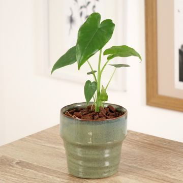 Alocasia gageana California