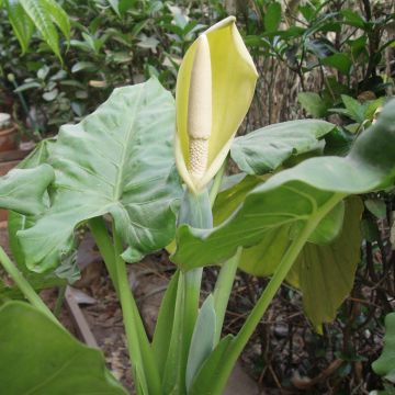 Alocasia macrorrhiza