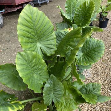 Alocasia odora