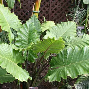 Alocasia wentii Portodora