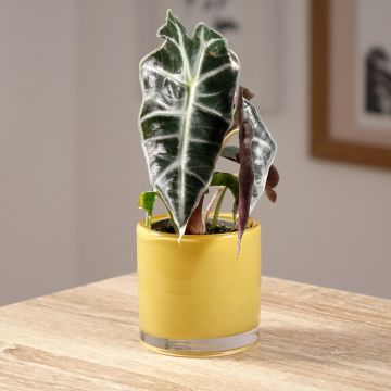 Alocasia sanderiana × longiloba Amazonica Dwarf