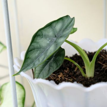 Alocasia Dewey's Reversa Alocasia Dewey's Reversa