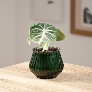 Alocasia Ninja